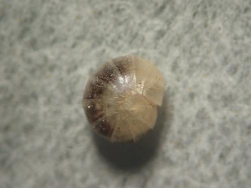 Geoglomeris sp.